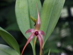 Bulbophyllum echinolabium-forum.jpg