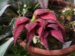 Bulbophyllum fletcherianum - forum.jpg