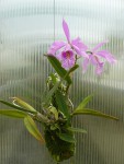 Cattleya maxima-rostlina.jpg