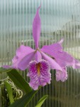 Cattleya maxima.jpg