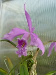 Cattleya maxima2.jpg