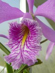 Cattleya maxima-detail.jpg