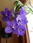 vanda_pakchong_blue_1.jpg