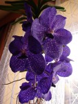 vanda_pakchong_blue.jpg