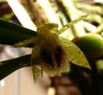 coelogyne_fimbriata_1.jpg