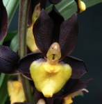 Catasetum tenebrosum St. Frances1.jpg