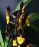 Catasetum tenebrosum St. Frances.jpg