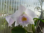 Laelia alaorii2.jpg