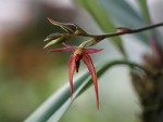 Bulbophyllum vanvuurenii .jpg