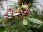 Bulbophyllum longisepalum.jpg