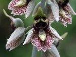 Catasetum naso3.jpg