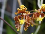 Cyrtochilum serratum..jpg