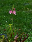 Hesperantha coccinea 03.jpg