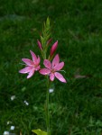 Hesperantha coccinea 02.jpg