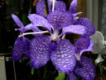 Vanda coerulea.jpg