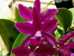 orchideje 2111.jpg