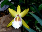 Miltasia Aztek x Miltonia Castenea.jpg