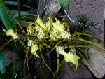 Brassia lawrenceana.jpg