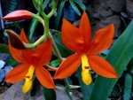 Epidendrum vitelinum.jpg