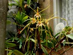 Dendrobium tetragonum var. giganteum.jpg