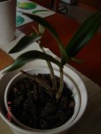 Dendrobium kingianum3+.jpg