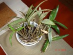 Dendrobium kingianum2+.jpg