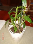 Dendrobium nobile+.jpg