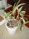 Dendrobium kingianum1+.jpg
