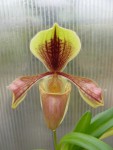 Paphiopedilum villosum1.jpg