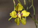 Cyrtochilum macranthum.jpg