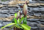 Paph.M.K-.jpg