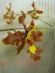 Oncidium gravesianum .jpg