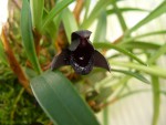 Maxillaria schunkeana.jpg