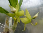 Cycnoches chlorochilon.jpg