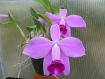 Laelia pumila.jpg