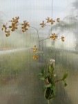 Oncidium gravesianum-rostlina.jpg