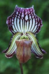 9897_Paphiopedilum fairrieanum.jpg