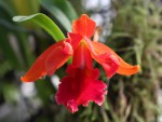 Cattleya..jpg