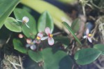 Begonia schulzei.JPG