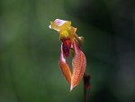 Bulbophyllum mearnsii red - forum.jpg