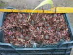 harvesting.jpg