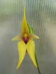 Bulbophyllum carunculatum1.jpg