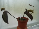 Pleurothallis prolifera2.jpg