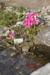 Mt. Cemetery - Primula rosea.JPG