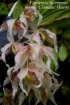 Paphinia herrerae.jpg
