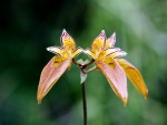 Bulbophyllum xx.jpg