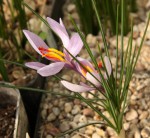 Crocus cartwrightianus resize.jpg