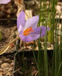 Crocus speciosus resize.jpg