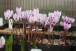 Cyclamen cilicium resize.jpg