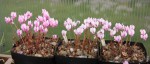 Cyclamen hederifolium resize.jpg